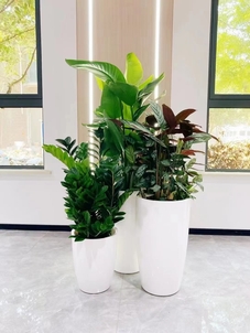 想知道宁波余姚花木租摆价格？这里有答案