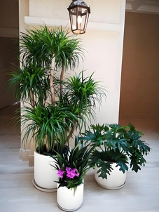 宁波鄞州绿化修剪全解析，带你走进绿色世界！